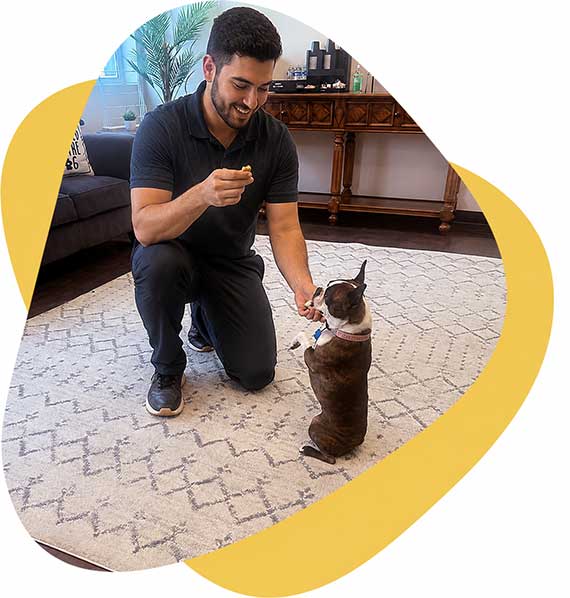 A professional dog trainer from Furry Haven works one-on-one with a small dog inside a clean, comfortable training room, while another attentive dog sits nearby. The image highlights positive, reward-based training in a calm environment.