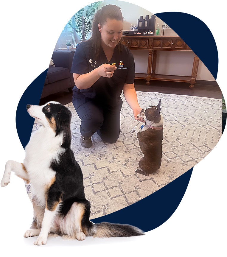 A professional dog trainer from Furry Haven works one-on-one with a small dog inside a clean, comfortable training room, while another attentive dog sits nearby. The image highlights positive, reward-based training in a calm environment.